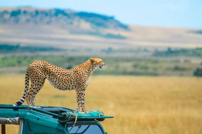 Cheetah on a safari vehicle, Maasai Mara