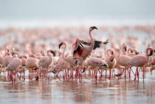 Flamingos wading in a lake